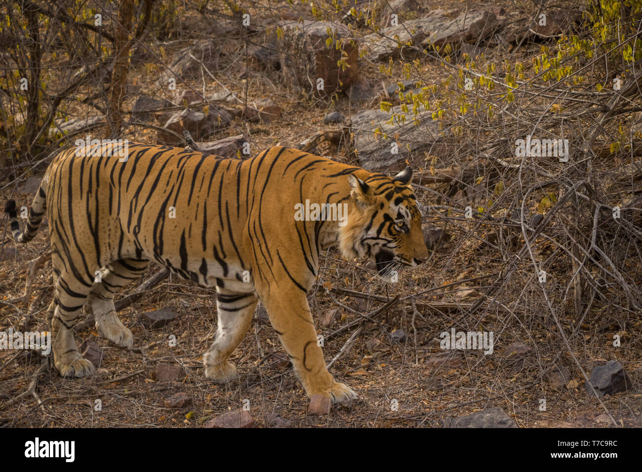 A royal bengal male tiger on stroll for scent marking in his territory. roaming in jungle crossing road. A side profile of tiger at ranthambore nation Stock Photo