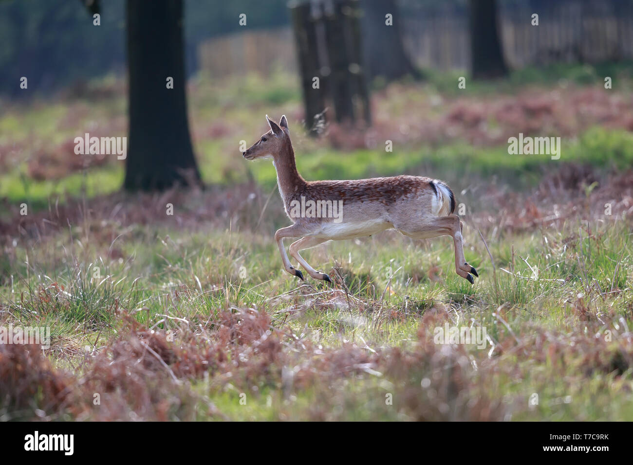 The fallow deer is a ruminant mammal belonging to the family Cervidae. Stock Photo
