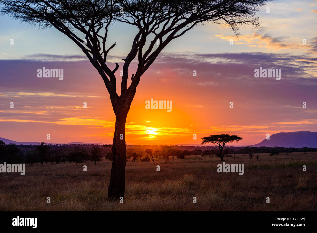 Savannah africa sunset hi-res stock photography and images - Alamy