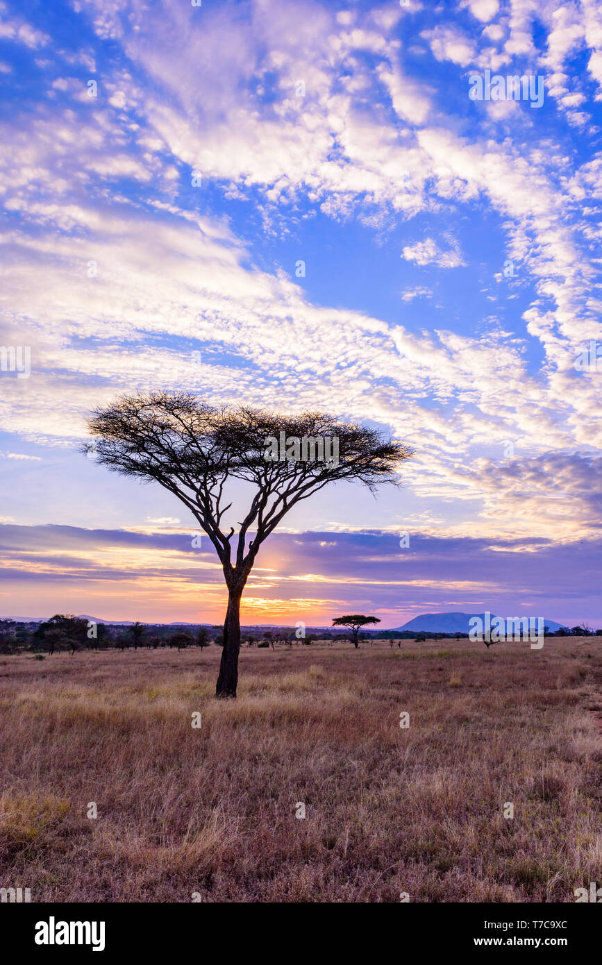 African savannah landscape hi-res stock photography and images - Alamy