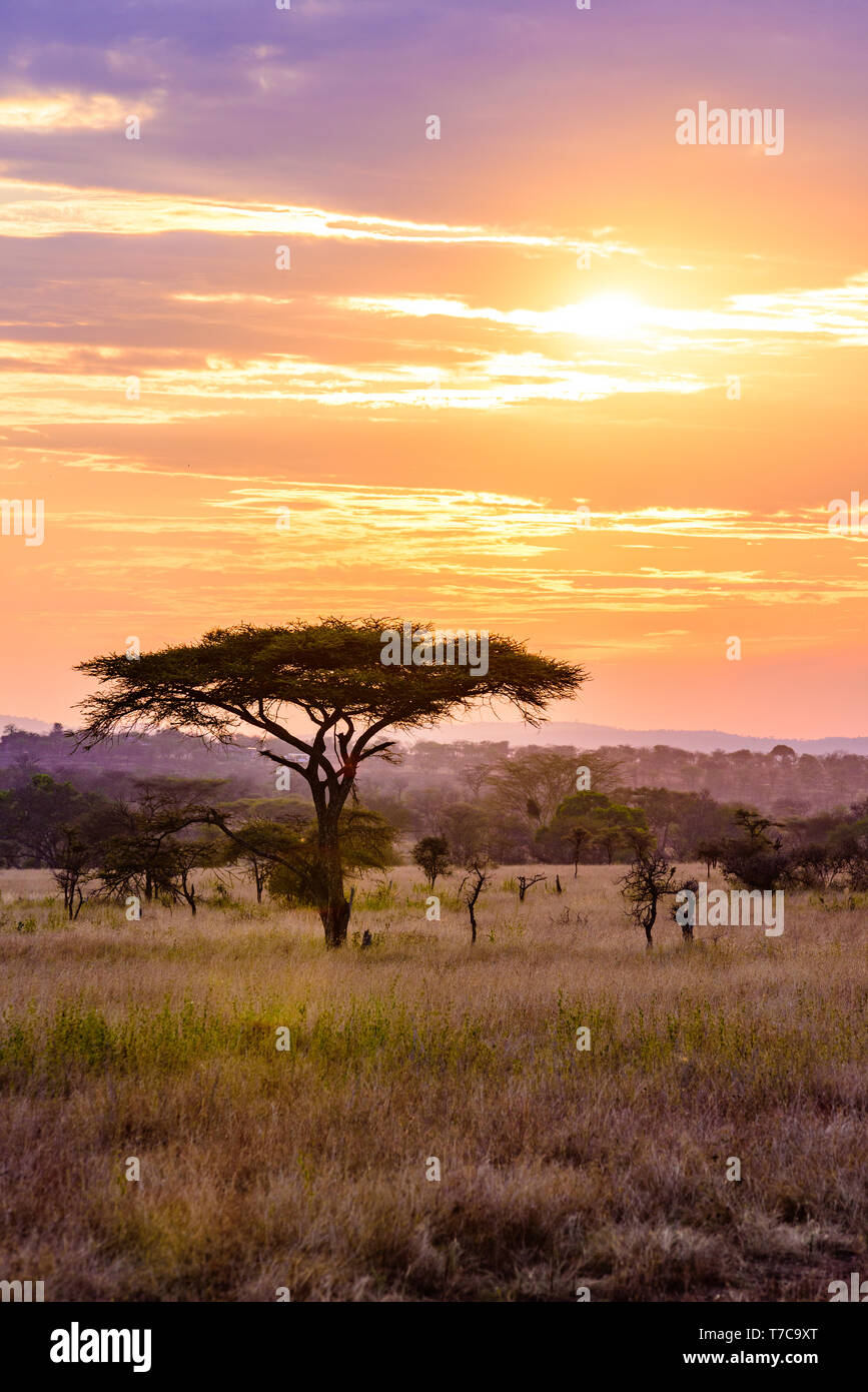 Sunset in savannah of Africa with acacia trees, Safari in Serengeti of