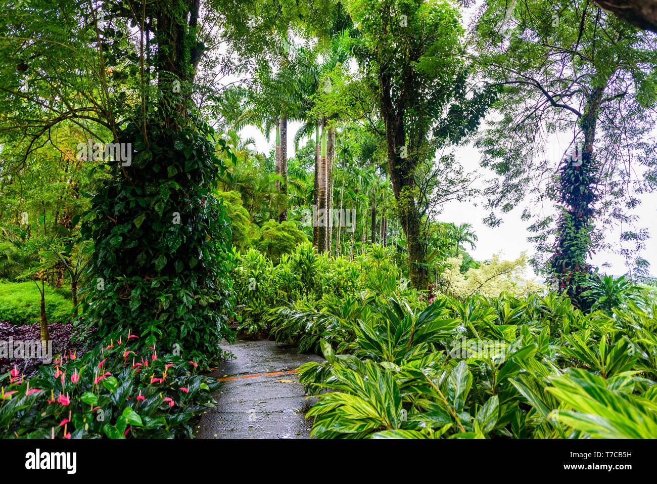 Balata Garden, Martinique Paradise botanic garden on tropical