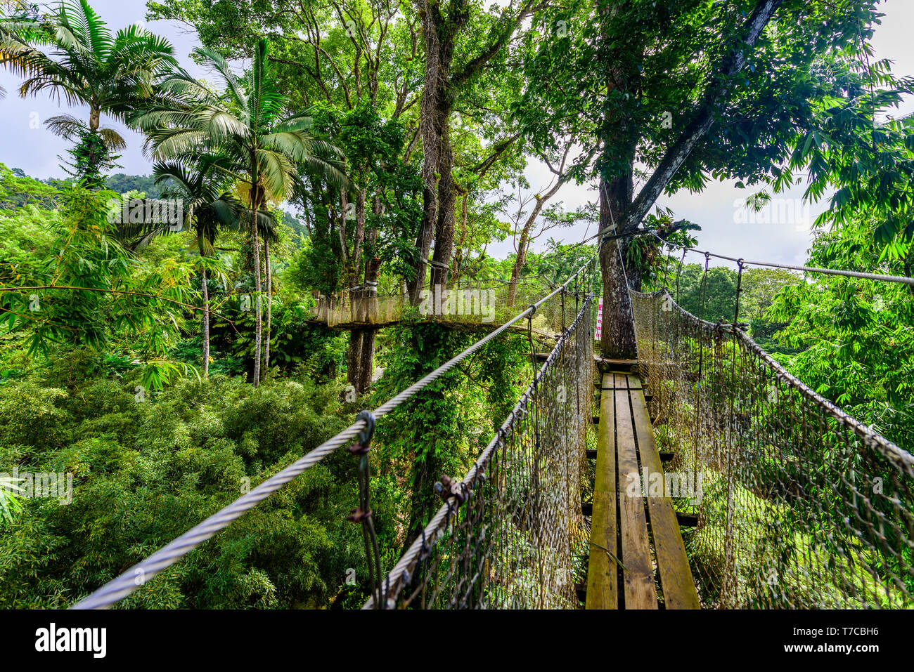 Balata Garden, Martinique Paradise botanic garden on tropical