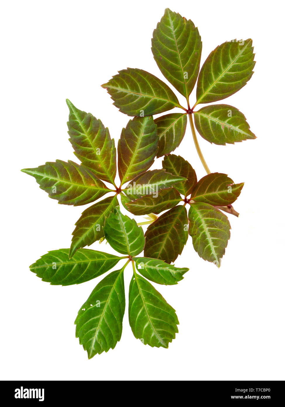 Silver striped midribs and leaf veins of the foliage of the hardy, woody climber, Parthenocissus henryana, on a white background Stock Photo