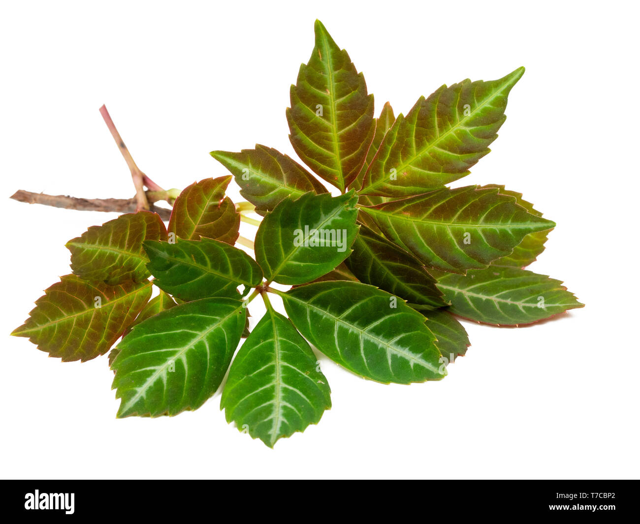 Silver striped midribs and leaf veins of the foliage of the hardy, woody climber, Parthenocissus henryana, on a white background Stock Photo
