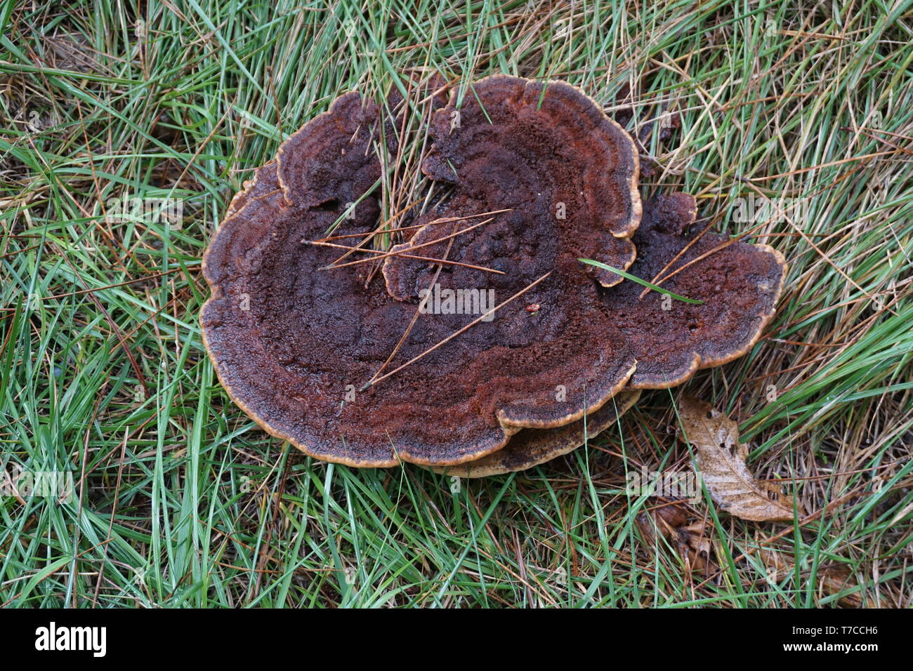 Big mushroom hires stock photography and images Alamy