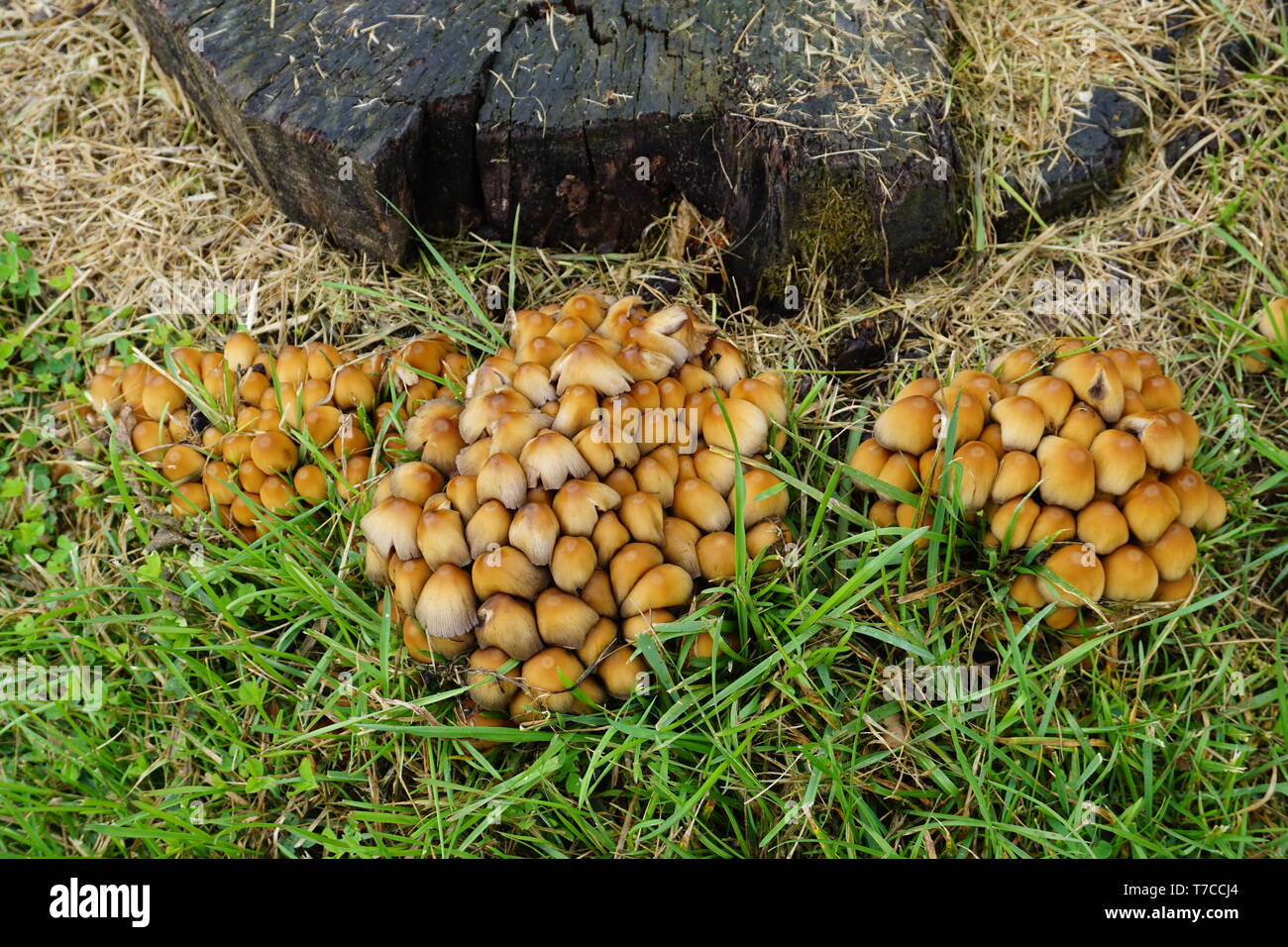 clusters of tiny brown wild mushrooms growing by a cut tree trunk Stock Photo