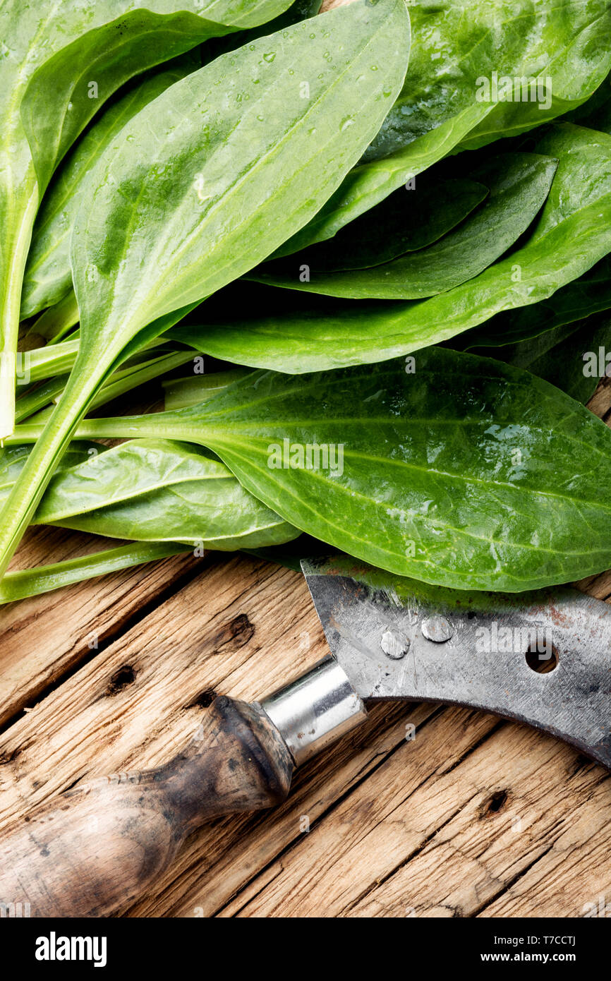 Leaf of greater plantain.Healing herbs.Medicinal herbs on wooden table.Plantago major Stock Photo