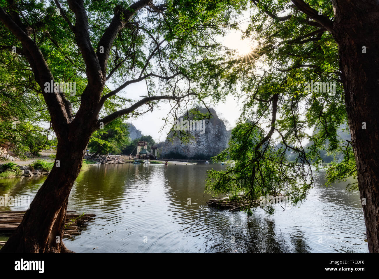 Natural tree view Stock Photo - Alamy