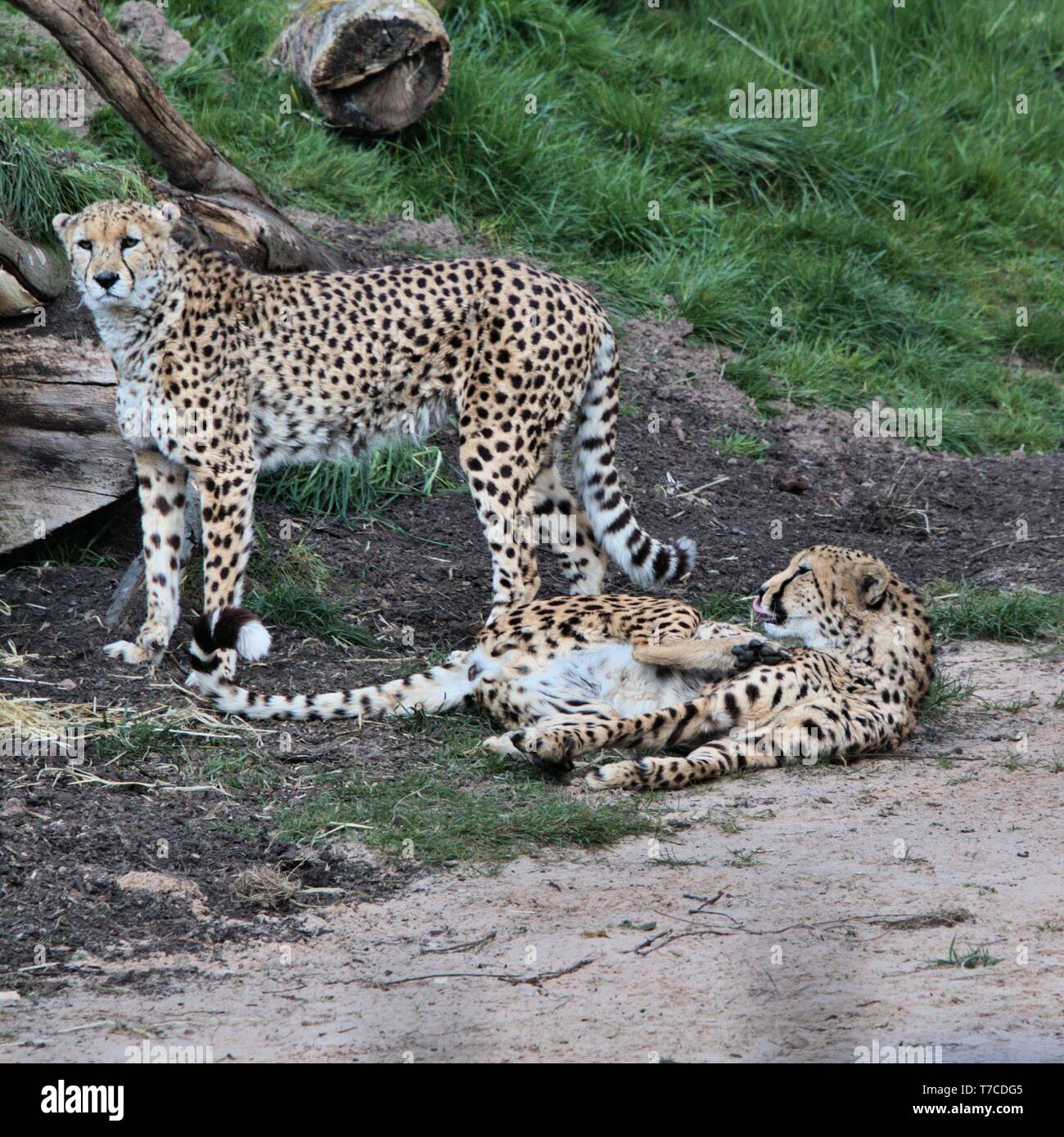 A picture of 2 Cheetah's with one lying down Stock Photo