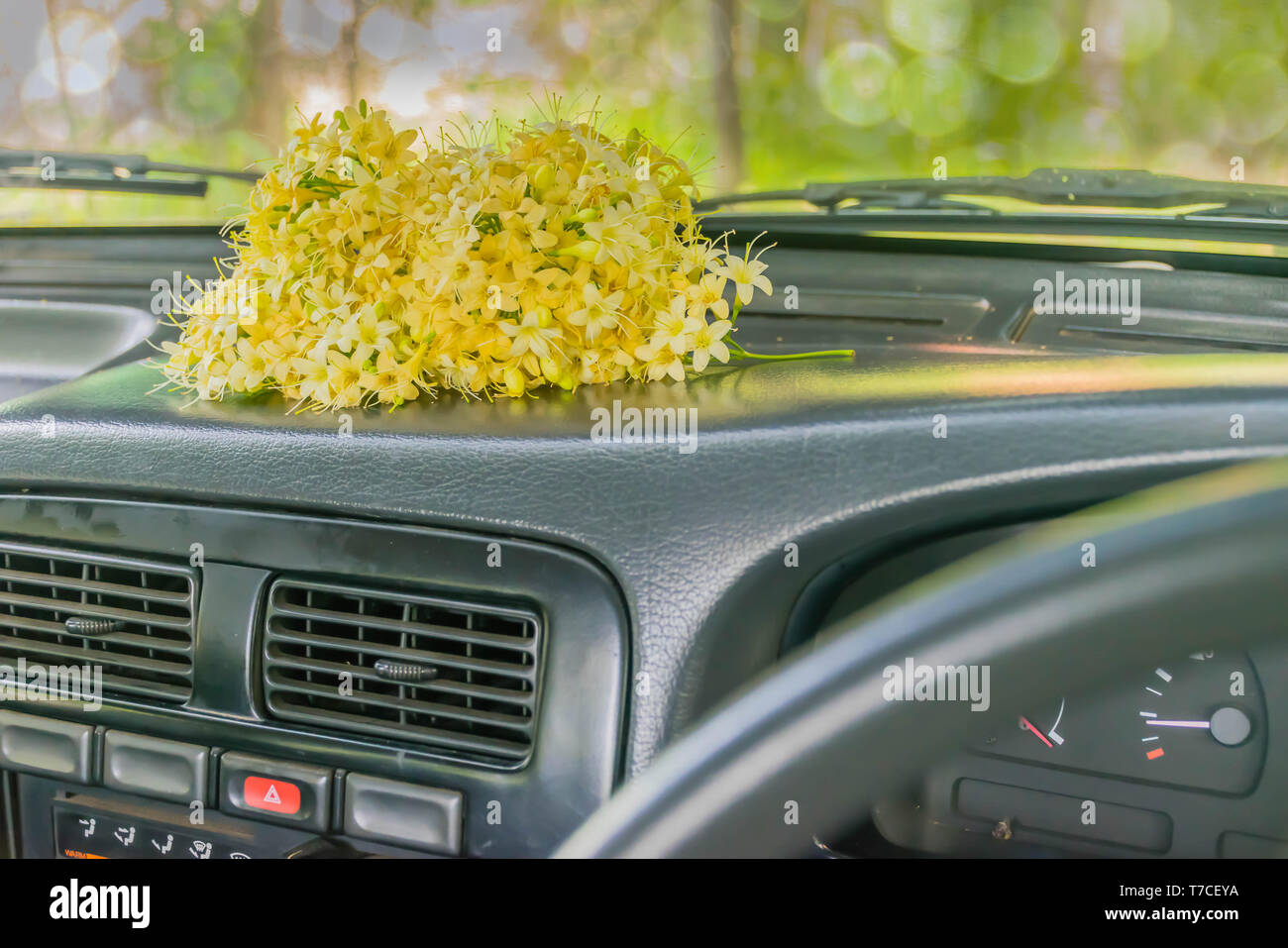 Soft blurred and soft focus of Fagraea fragrans, Loganiaceae, flower, on the front zone the car with natural light. Stock Photo