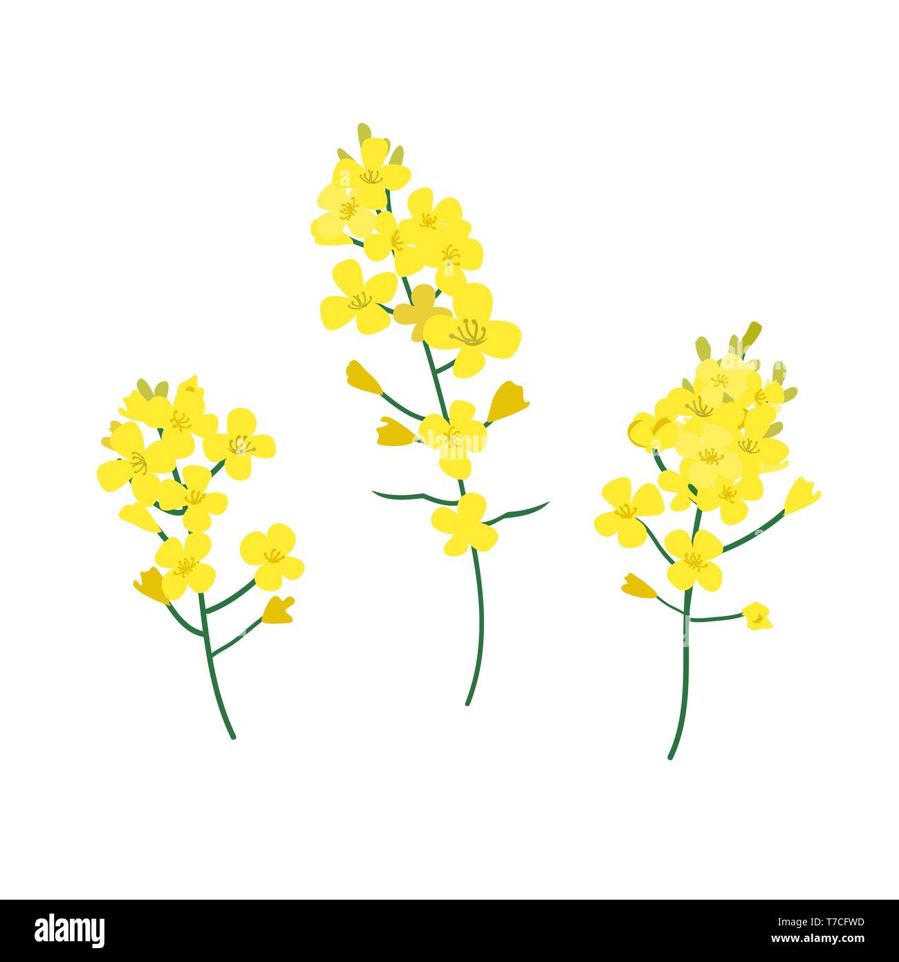 Brassica napus, rapeseed, colza, oil seed, canola vector illustration. The concept of rapeseed oil or honey. Flat vector illustration isolated on Stock Vector