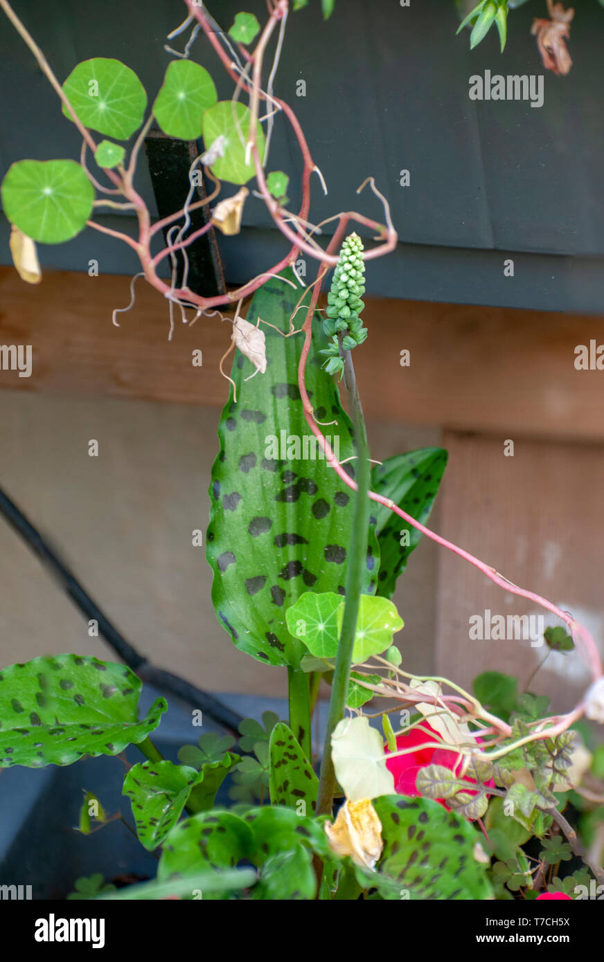 Selective focus of a Spotted ledebouria, Drimiopsis maculata Stock Photo