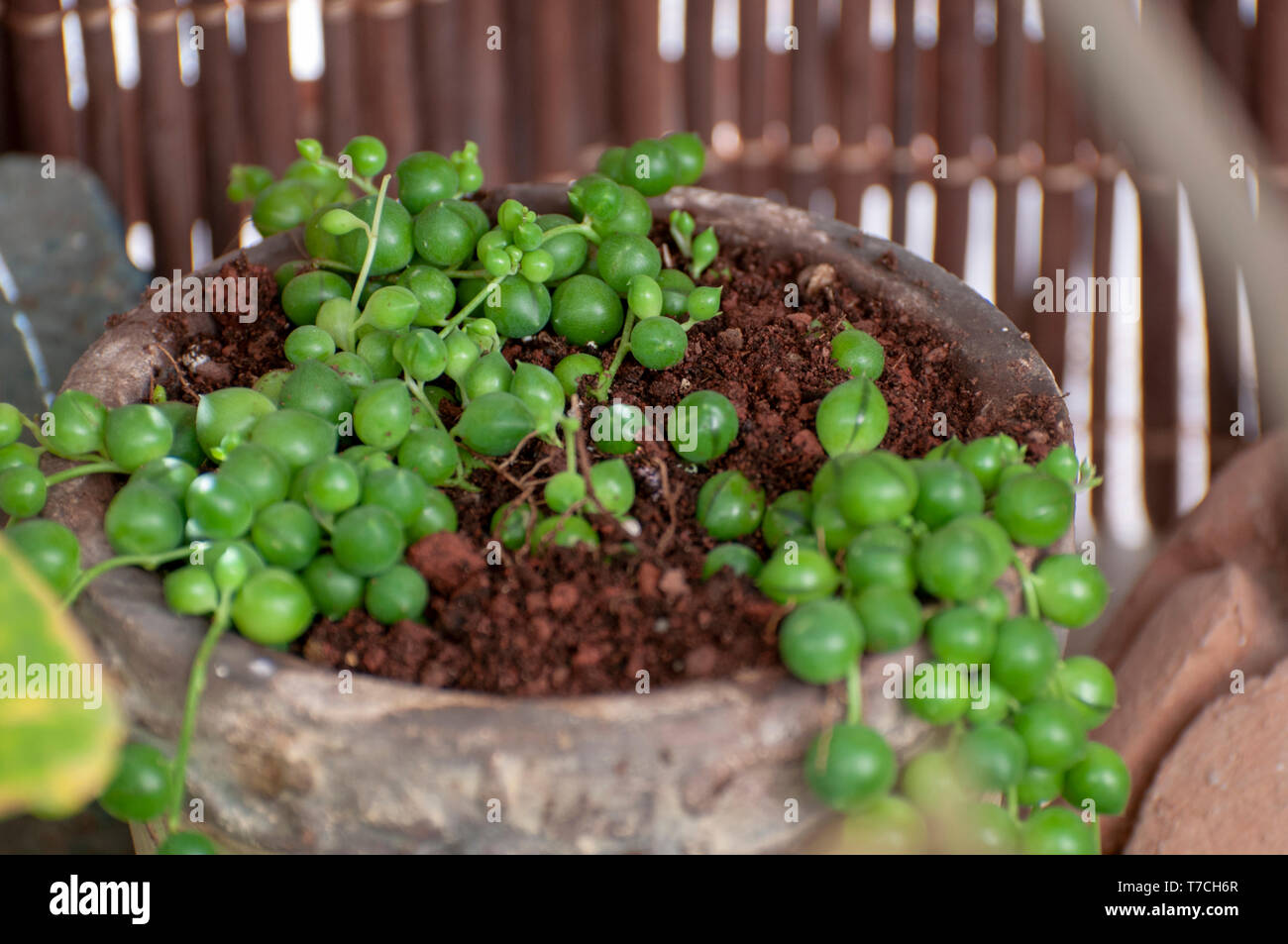 Senecio rowleyanus, commonly known as string-of-pearls or string-of-beads, is a creeping, perennial, succulent vine belonging to the family Asteraceae Stock Photo