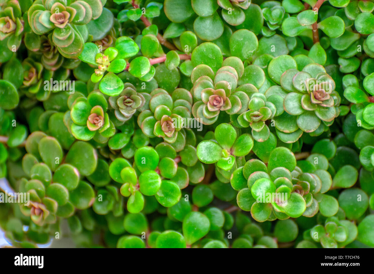 Sedum makinoi ogon foliage. This is a tiny-leaved, spreading, ground cover Sedum that is noted for its bright gold foliage. Photographed in Israel in  Stock Photo