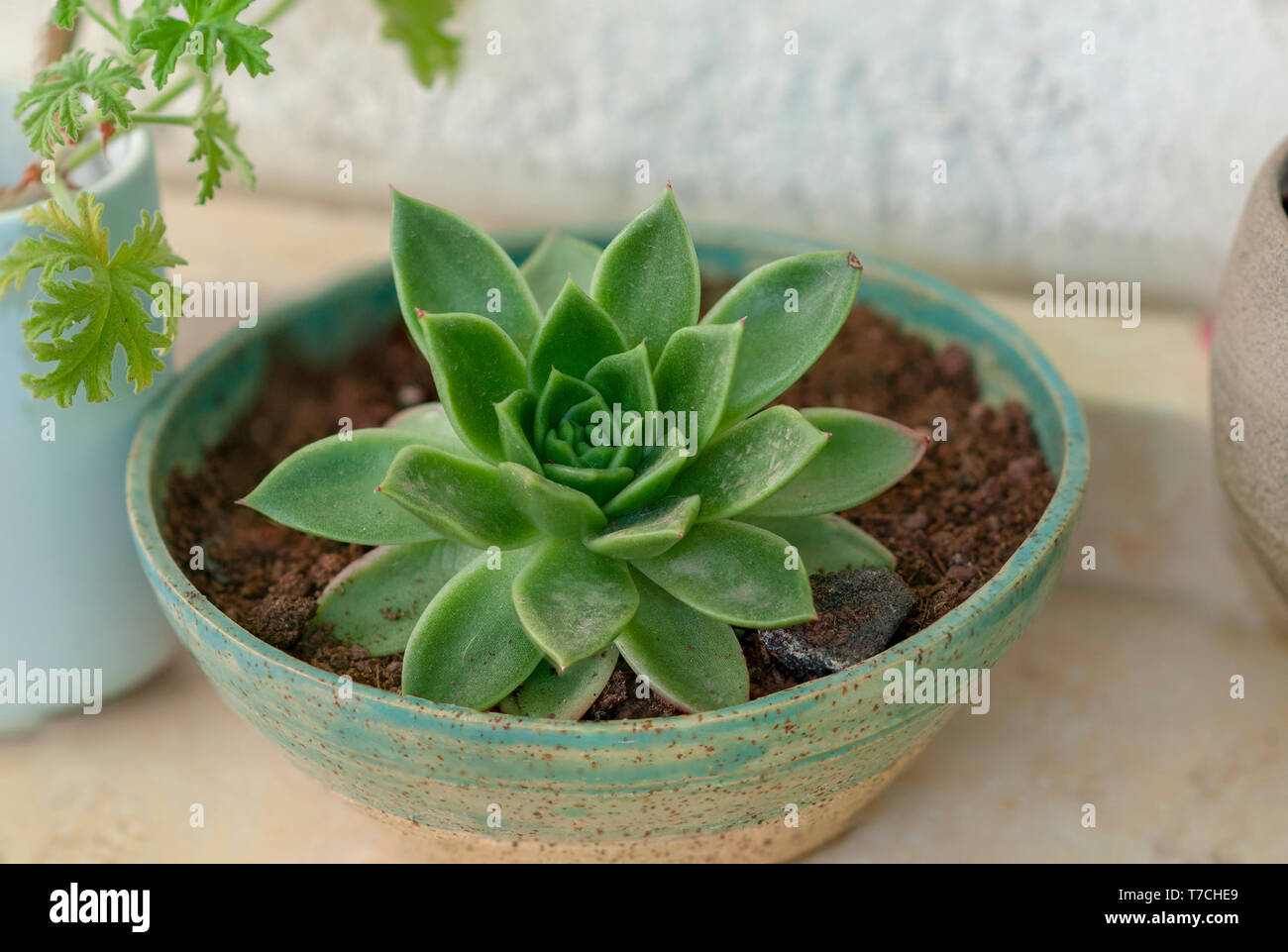 Potted Houseleek (Sempervivum tectorum) Stock Photo