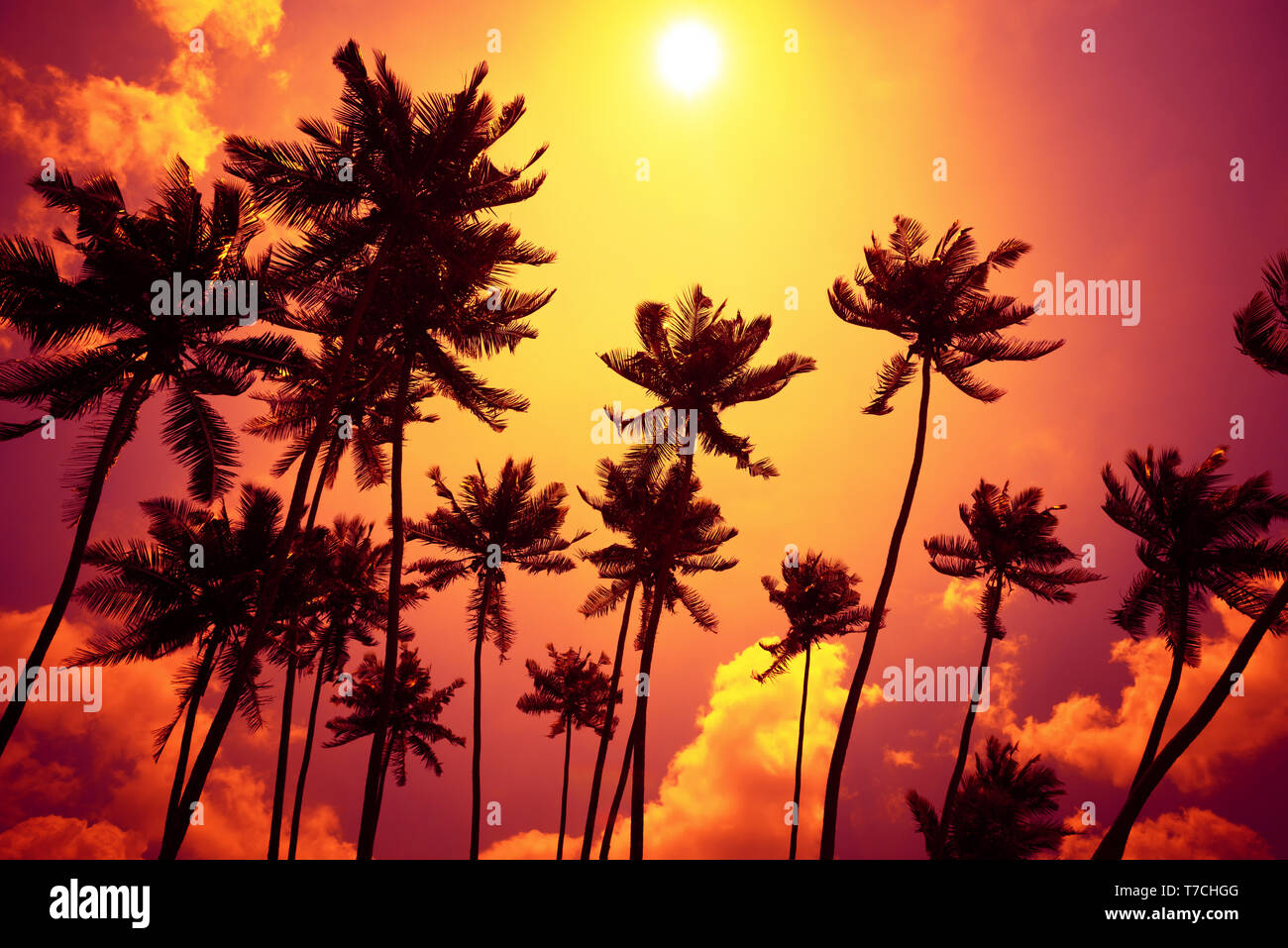 Tropical sunset. Palm trees silhouettes at the beach during sunset time ...