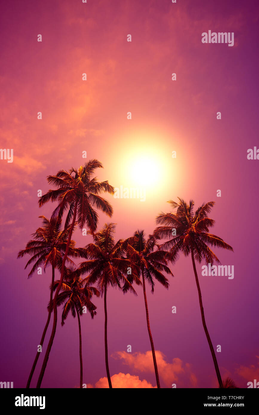 Tropical palm trees at sunset Stock Photo Alamy