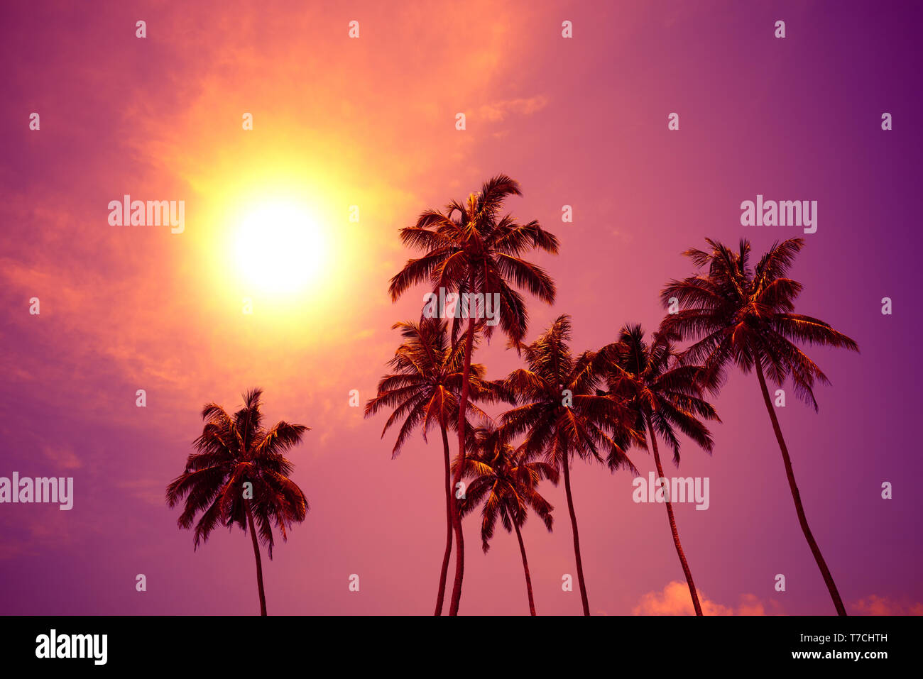 Palm trees at vivid sunset with colorful sky and shining sun circle Stock Photo