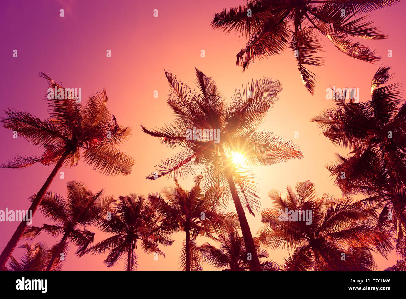 Bright vivid pink tropical sunset with shining sun Stock Photo