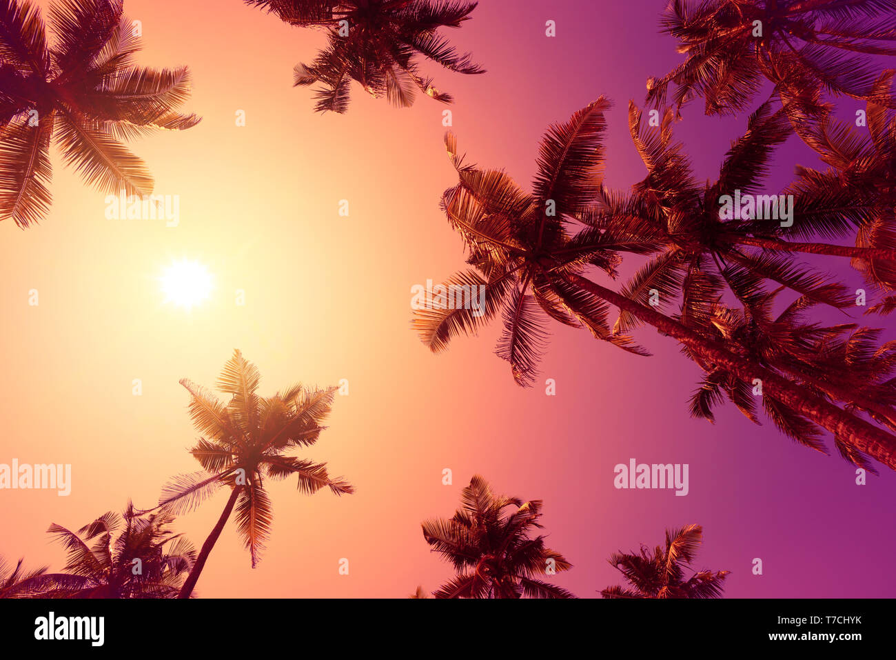 Vivid purple tropical sunset with palm trees silhouettes and shining sun Stock Photo