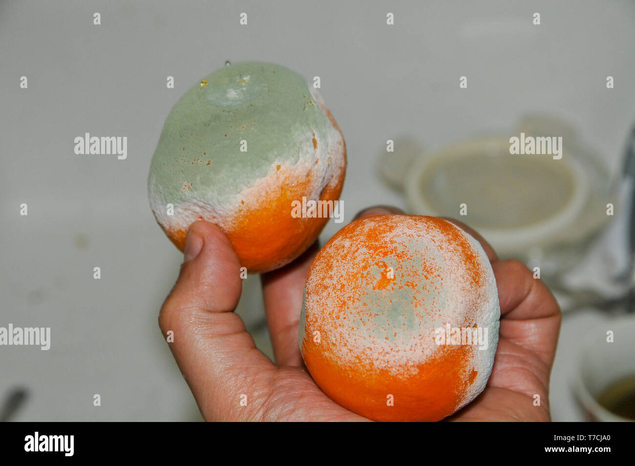 Mouldy citrus clementine fruit. Penicillium sp. fungus growing on a Citrus fruit. The fungus has spread over the surface of the fruit, producing a net Stock Photo