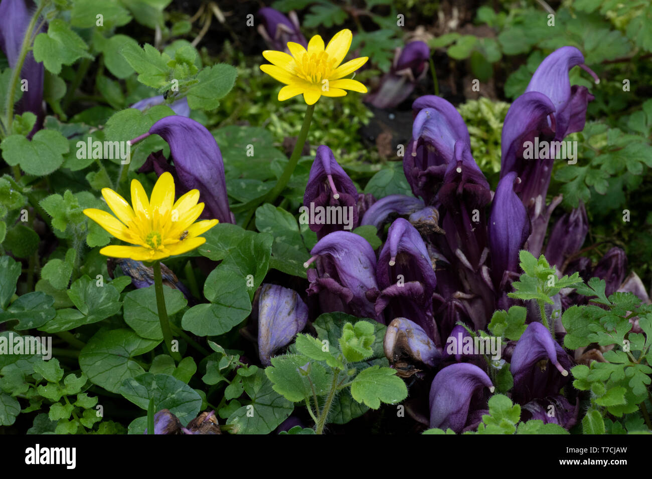 Purple Toothwort and Celandine in flower Stock Photo