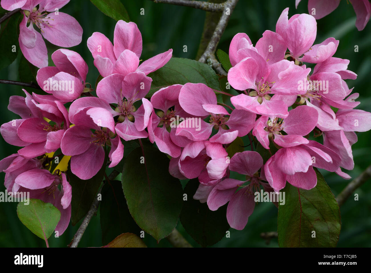 Chilko Flowering Crab Apple (Malus 'Chilko'), flowers Stock Photo