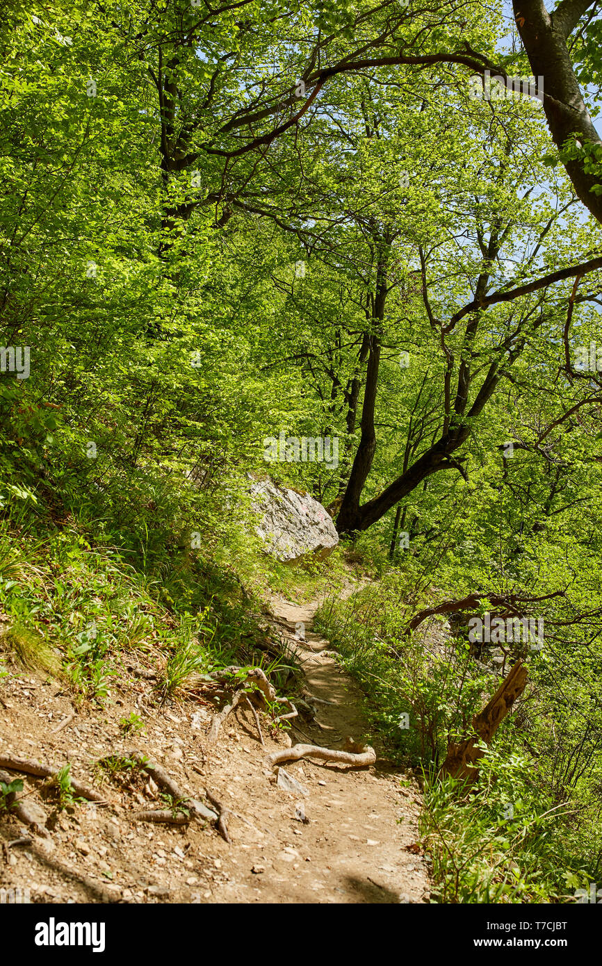 A hiking trail going through various deciduous forests on the mountain