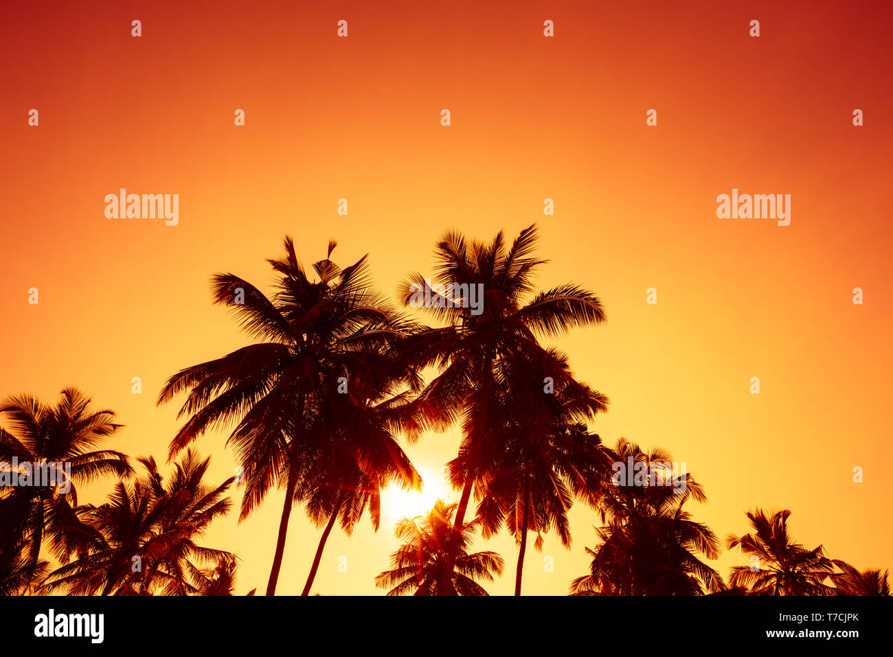 Palm trees silhouettes on tropical beach at summer warm vivid sunset ...