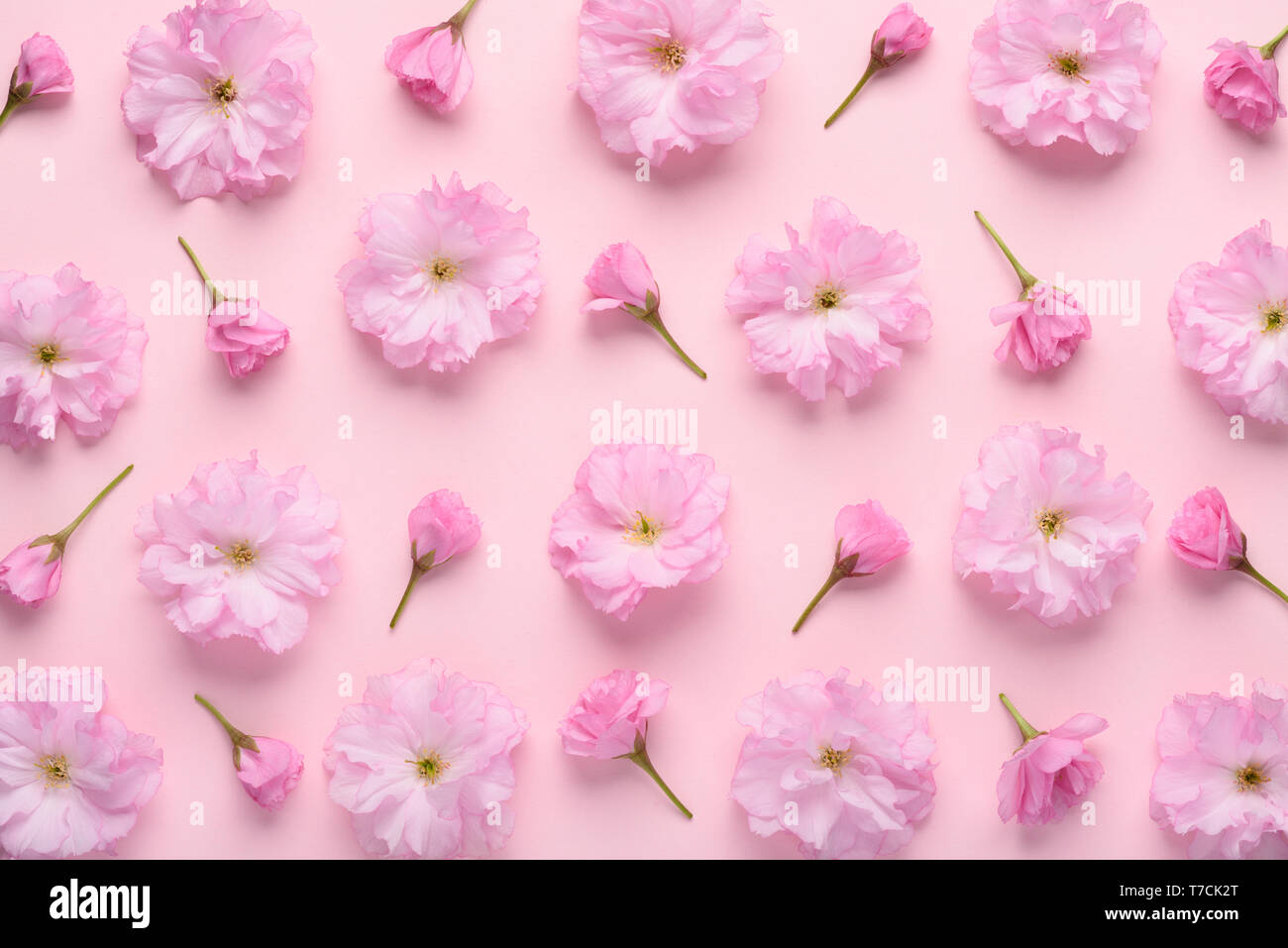 Floral pattern of sakura flowers and buds on pastel pink background. Soft cute flower pattern flat lay top view. Stock Photo