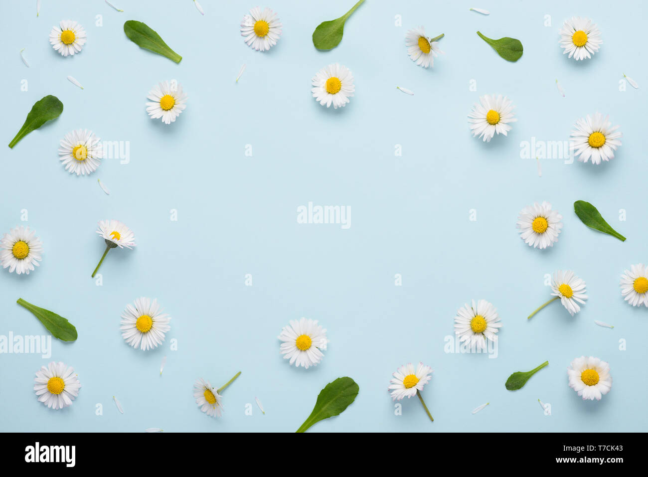 Floral pattern with small daisy flowers leaves and petals on blue trendy pastel background. Flower pattern flat lay top view frame composition with co Stock Photo