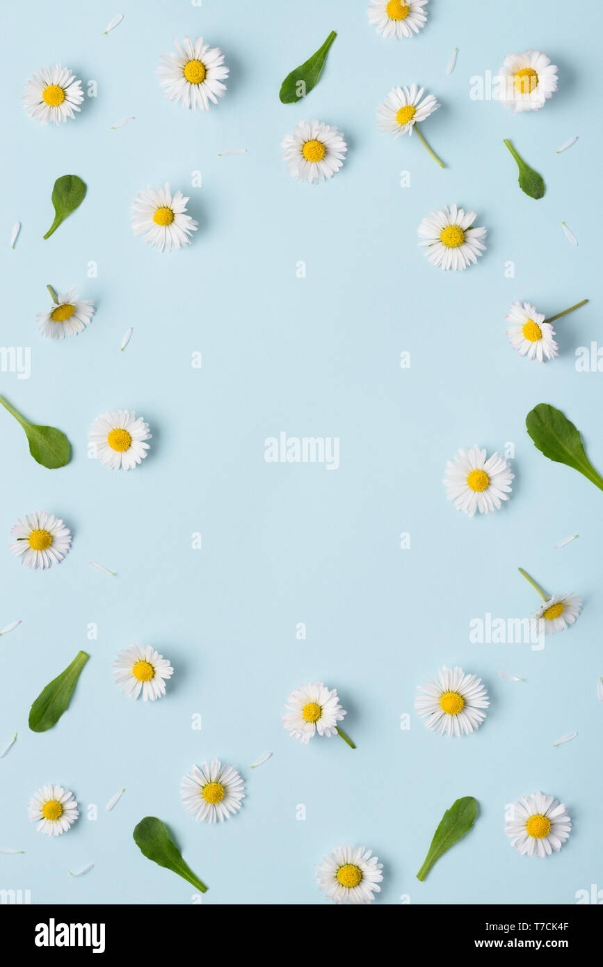 Floral pattern with small daisy flowers leaves and petals on blue trendy pastel background. Flower pattern flat lay top view vertical frame compositio Stock Photo