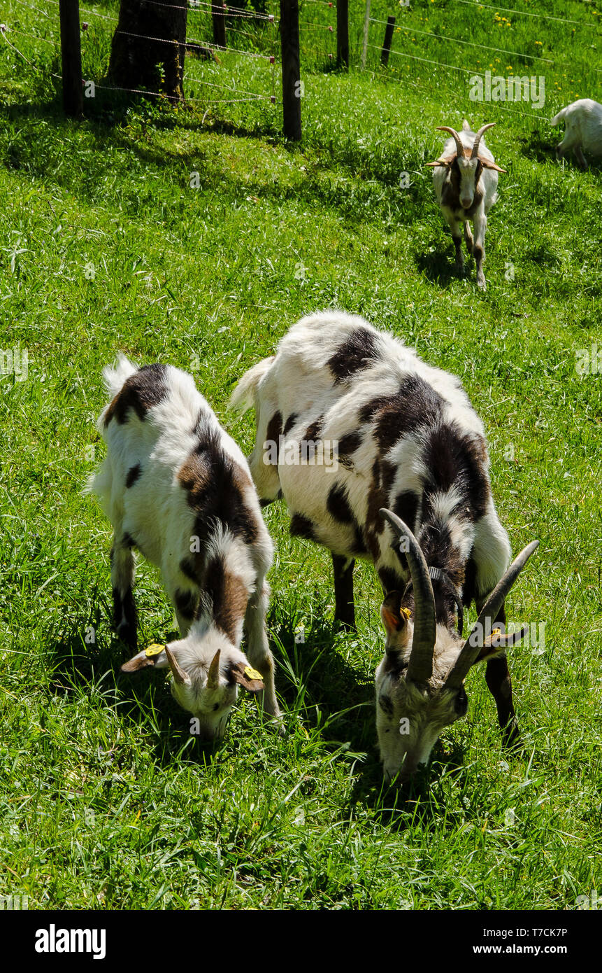 Tauernsheck Goat Breed Information. The Tauernsheck goat is a dairy goat breed used mainly for milk production. The breed is from Austria. Stock Photo