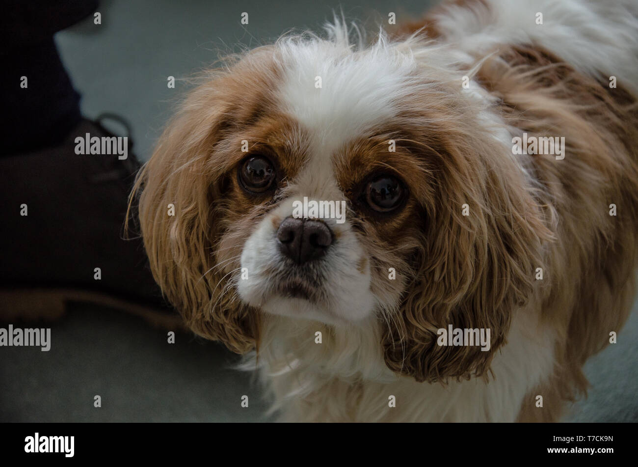 Cavalier King Charles Spaniel dog breed retains the sporty nature of ...