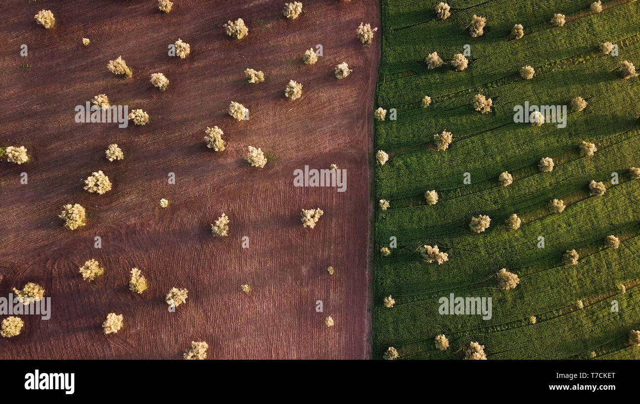 olive fields in Morocco in aerial view Stock Photo - Alamy