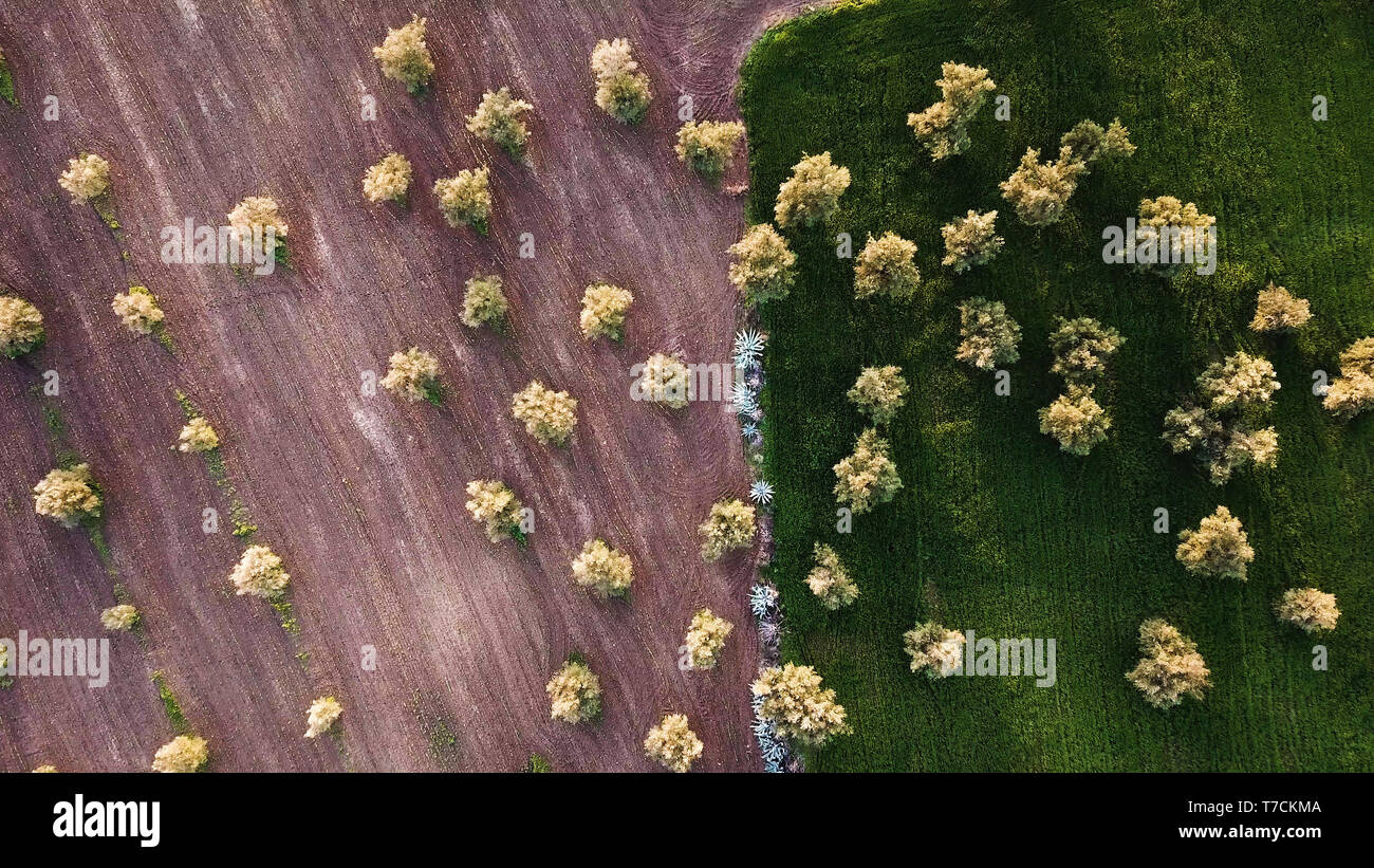 olive fields in Morocco in aerial view Stock Photo - Alamy