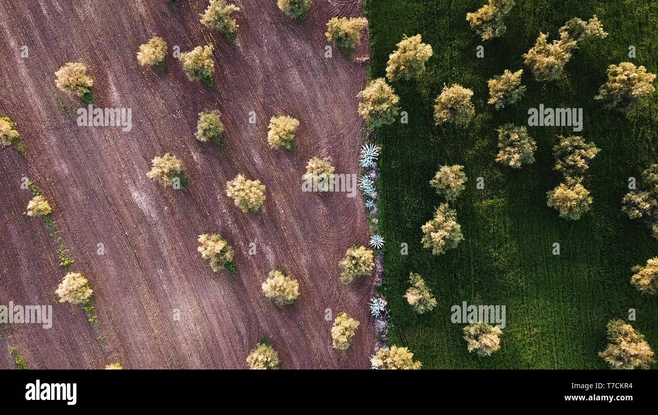 olive fields in Morocco in aerial view Stock Photo - Alamy