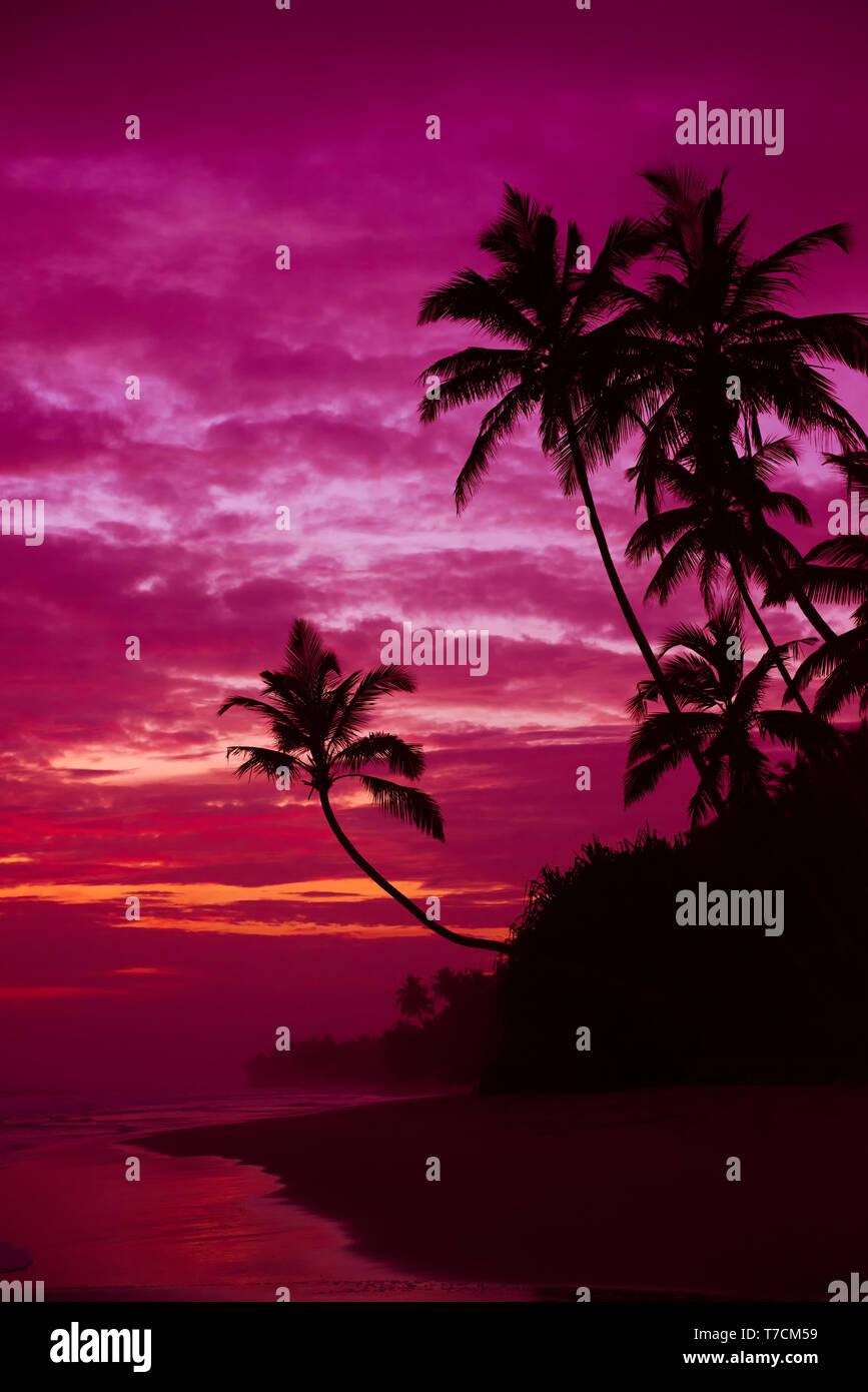 Exotic Dusk