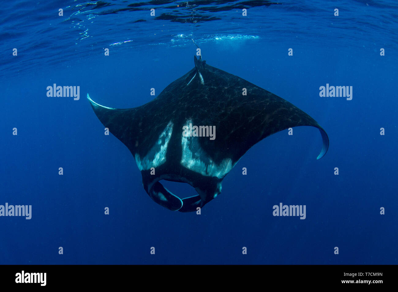 Giant oceanic manta ray ( Manta birostris ) feeding near the surface, Honda Bay, Puerto Princesa, Palawan, the Philippines. Stock Photo