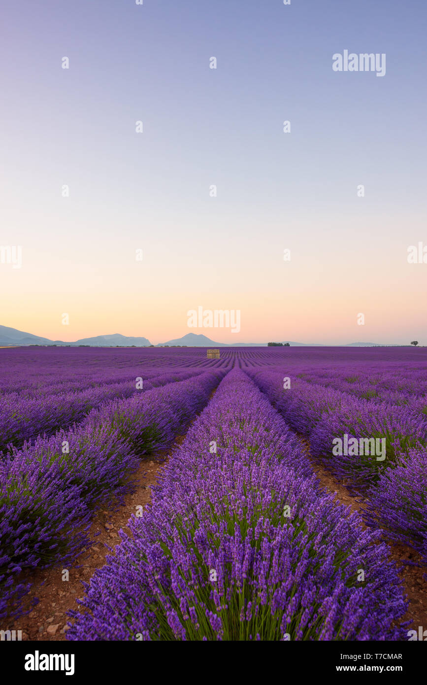 Lavender field at sunrise Valensole Plateau Provence iconic french ...