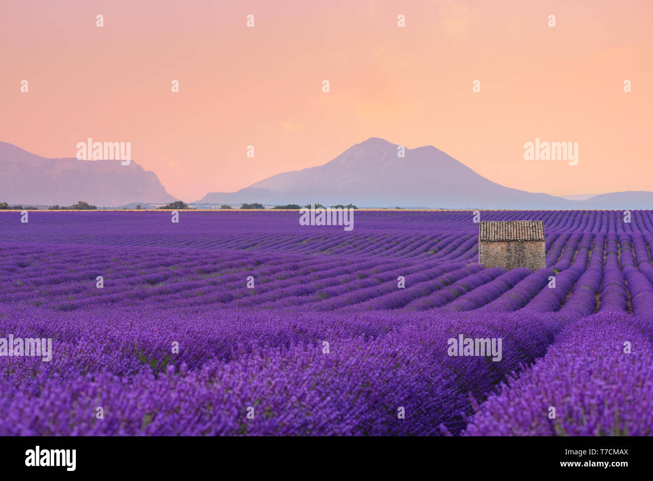 Lavender field Provance France at sunrise Stock Photo