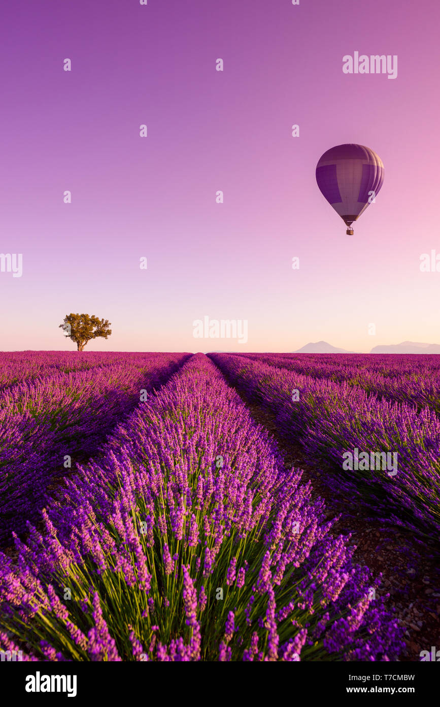 Lavender field rows at sunrise hot air baloon and lonely tree at ...