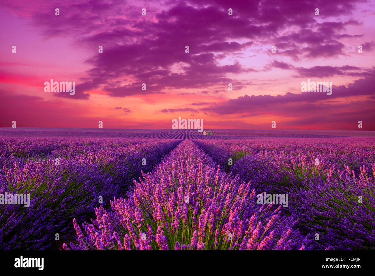 Lavender field at sunset. Beutiful blossoming lavender bushes rows with lonely farm house in the fileds iconic landscape Provence France. Stock Photo