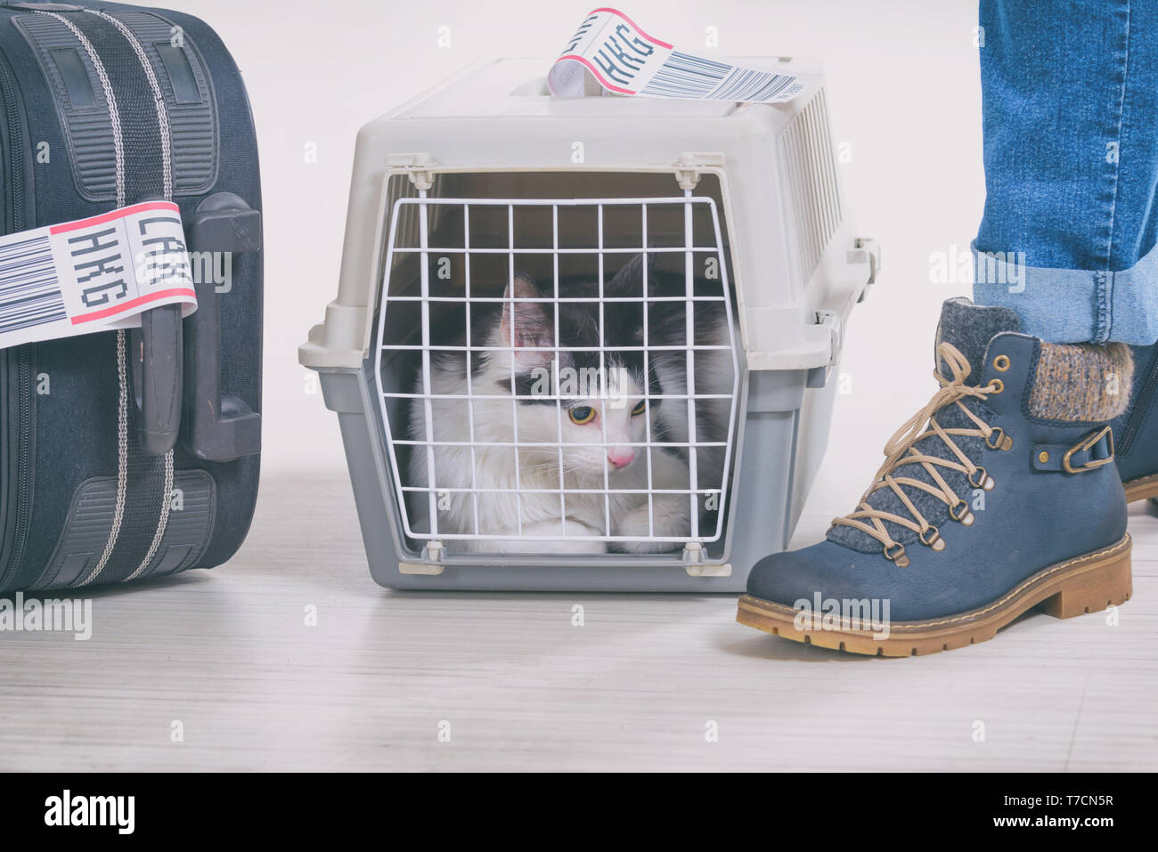 Cat in the airline cargo pet carrier waiting at the airport after a