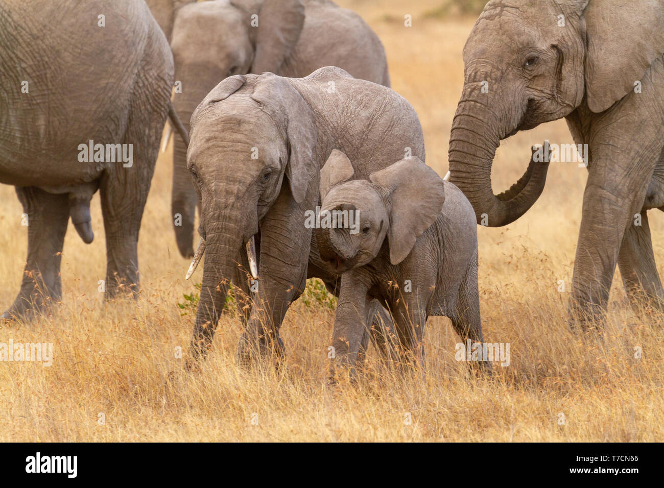 Two cute baby elephant calves Loxodonta africana curling trunk in dry golden grass Ol Pejeta Conservancy Kenya East Africa temporal gland streaming Stock Photo