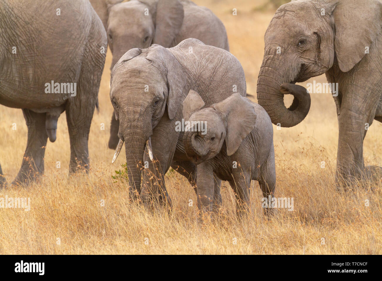 Two cute baby elephant calves Loxodonta africana playing happily in dry golden grass Ol Pejeta Conservancy Kenya East Africa temporal gland streaming Stock Photo