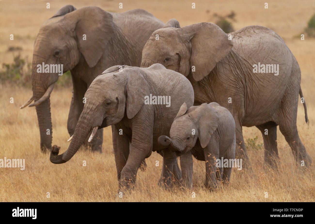 Elephant family of four Loxodonta africana with 2 two cute baby calves playing grazing happily in golden grass Ol Pejeta Conservancy Kenya East Africa Stock Photo