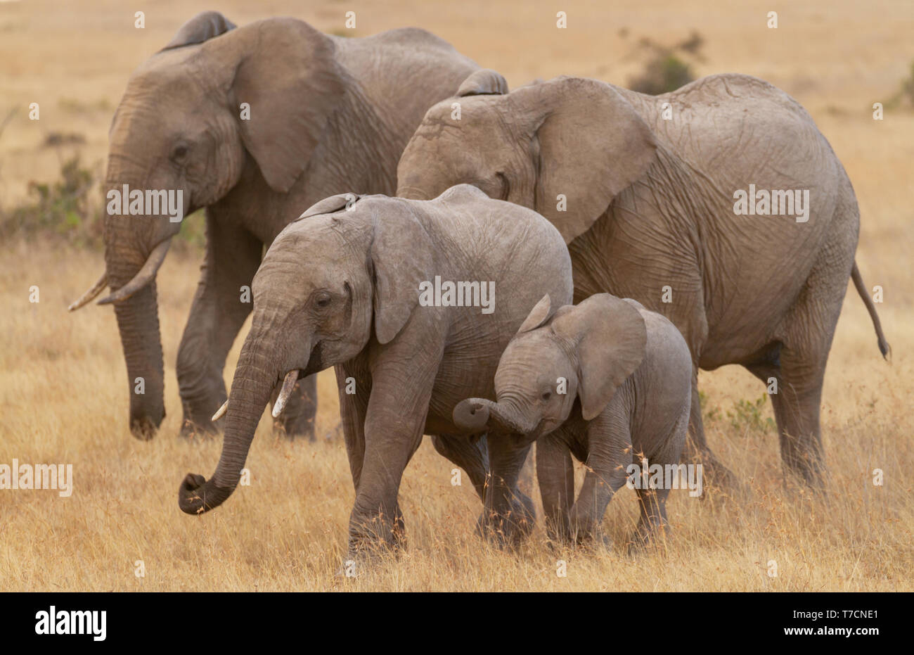 Elephant family of four Loxodonta africana with 2 two cute baby calves playing grazing happily in golden grass Ol Pejeta Conservancy Kenya East Africa Stock Photo