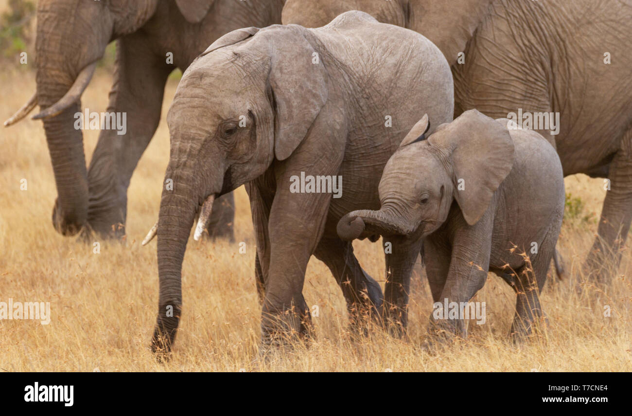 Elephant family of  four 2 two cute baby calves playing happily in golden grass Ol Pejeta Conservancy Kenya East Africa screensaver background Stock Photo
